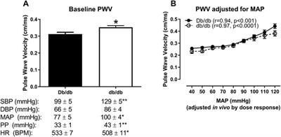 Dissociation of pulse wave velocity and aortic wall stiffness in diabetic db/db mice: The influence of blood pressure